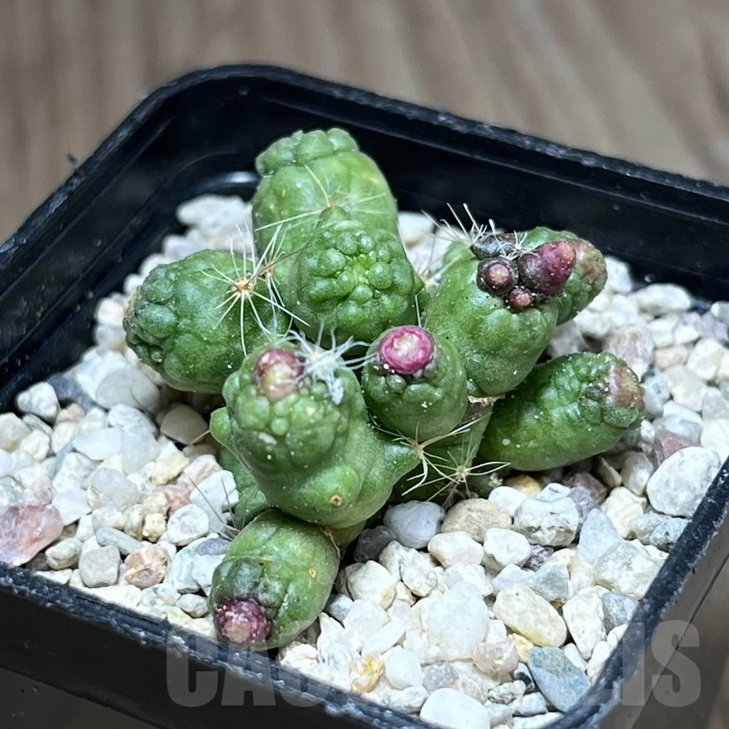 SHPR28189 Mammillaria bocasana ‘Fred’