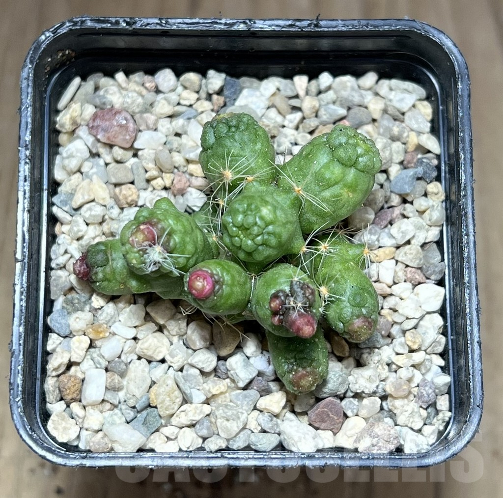 SHPR28189 Mammillaria bocasana ‘Fred’ - Image 3