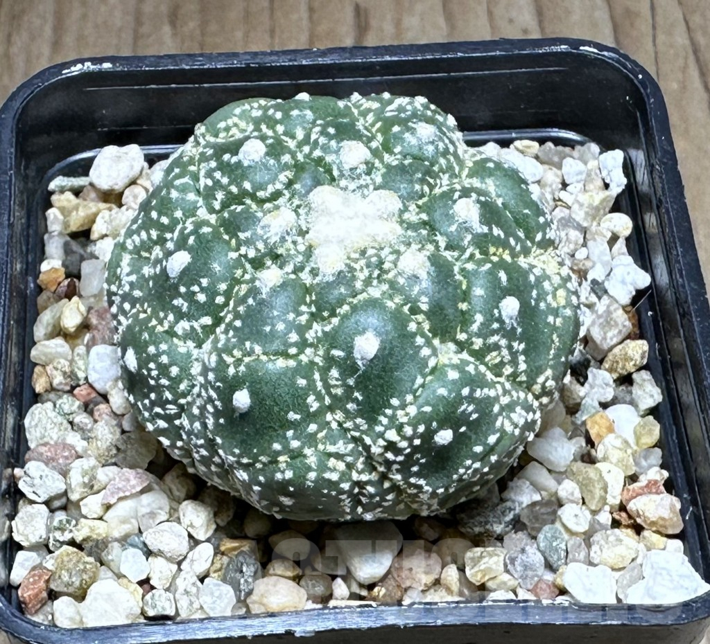 SHPR28770 Astrophytum asterias ‘Kikko Lizard Skin’