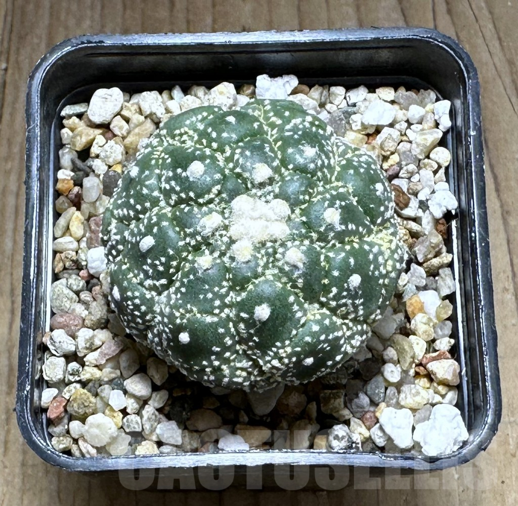 SHPR28770 Astrophytum asterias ‘Kikko Lizard Skin’ - immagine 2