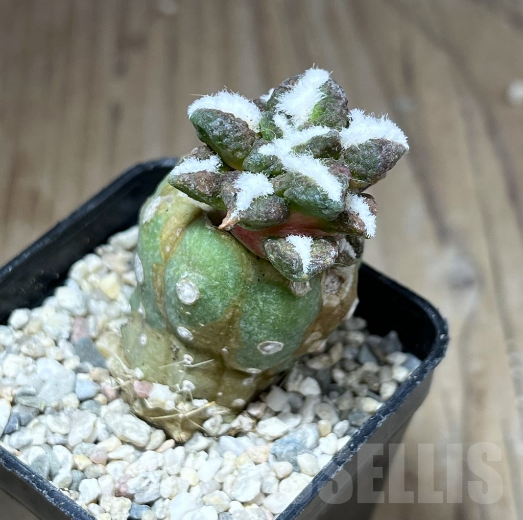 SHPR28191 Ariocarpus kotschoubeyanus v. elephantidens ‘Oibo’, grafted