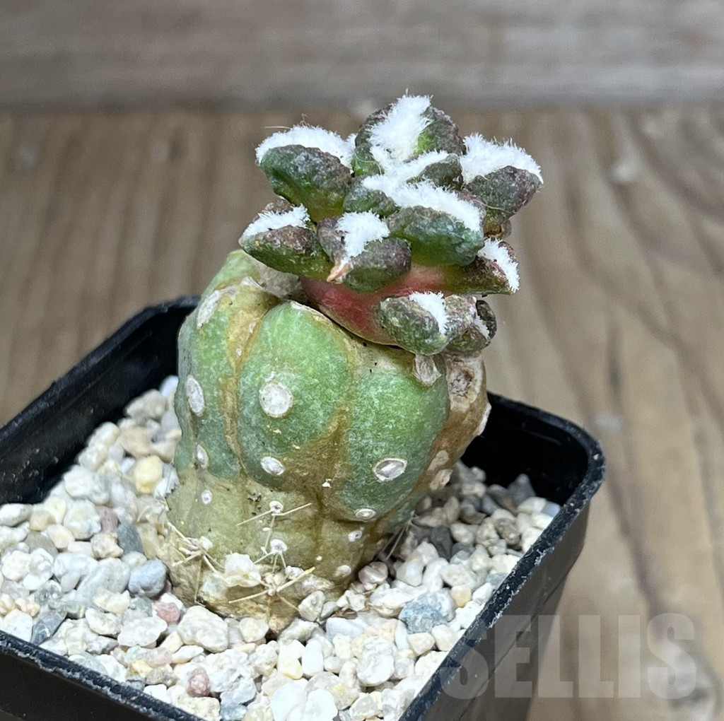 SHPR28191 Ariocarpus kotschoubeyanus v. elephantidens ‘Oibo’, grafted - Image 2