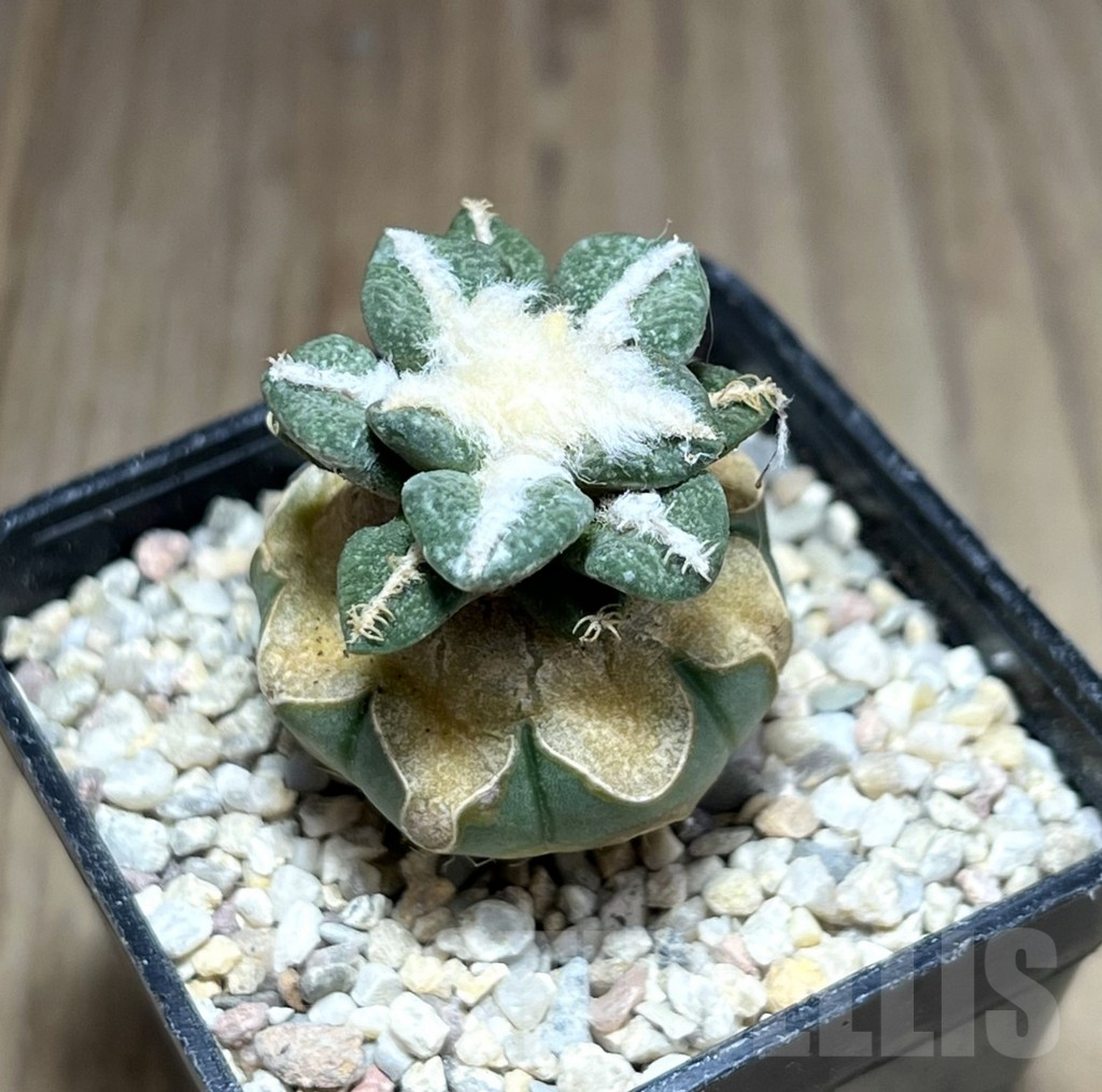 SHPR28192 Ariocarpus kotschoubeyanus v. elephantidens ‘Oibo’, grafted