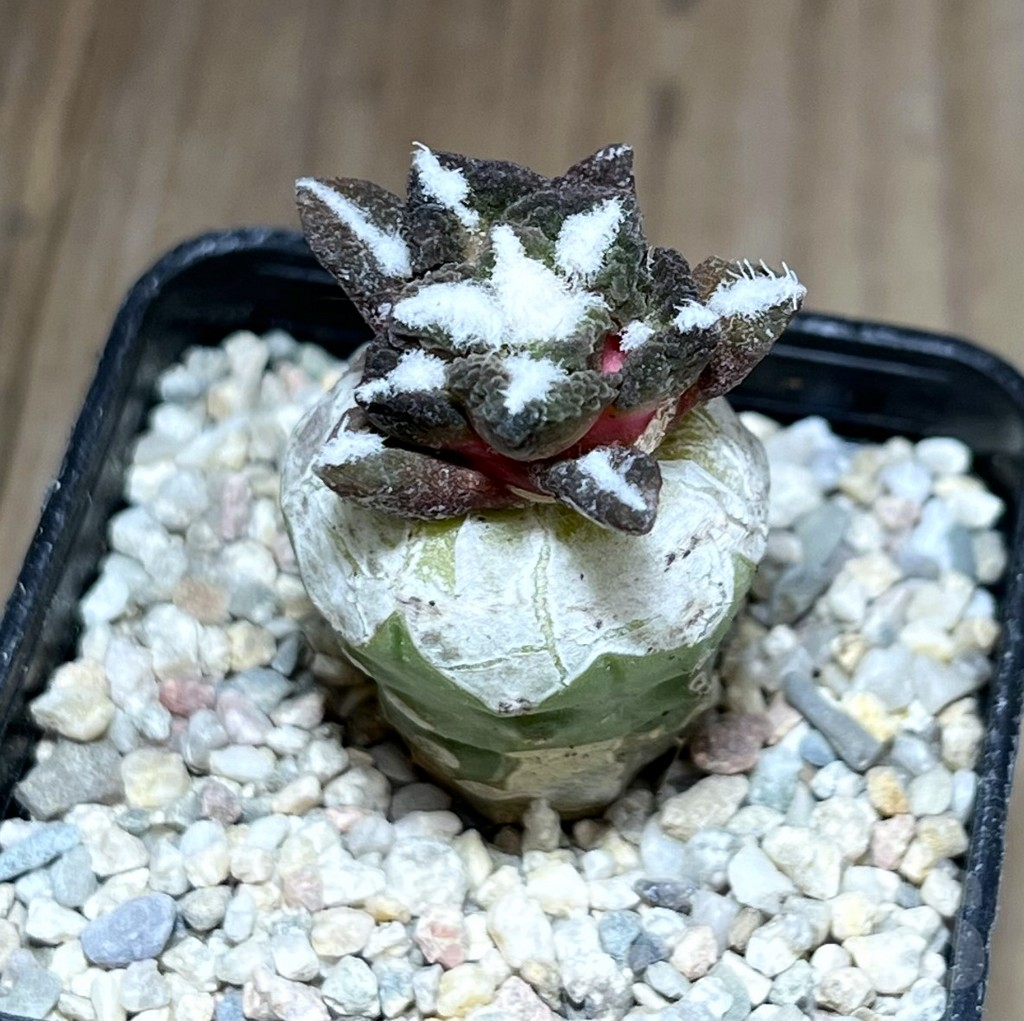 SHPR28193 Ariocarpus kotschoubeyanus v. elephantidens ‘Oibo’, grafted