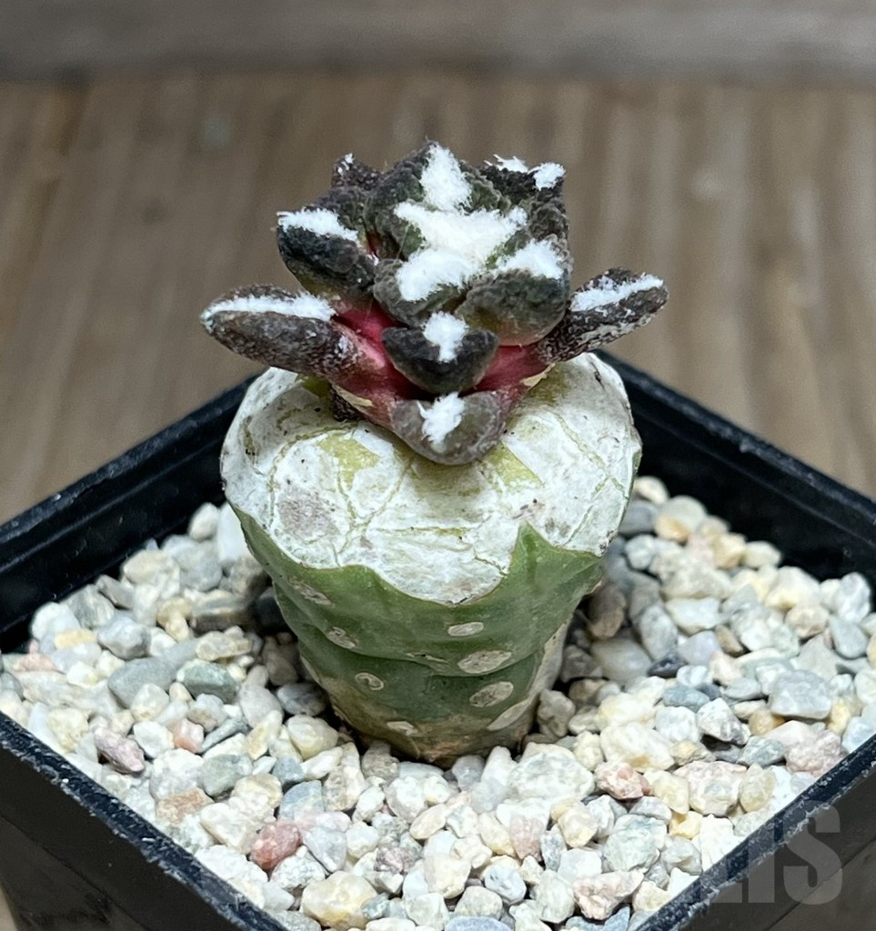 SHPR28193 Ariocarpus kotschoubeyanus v. elephantidens ‘Oibo’, grafted - Image 2