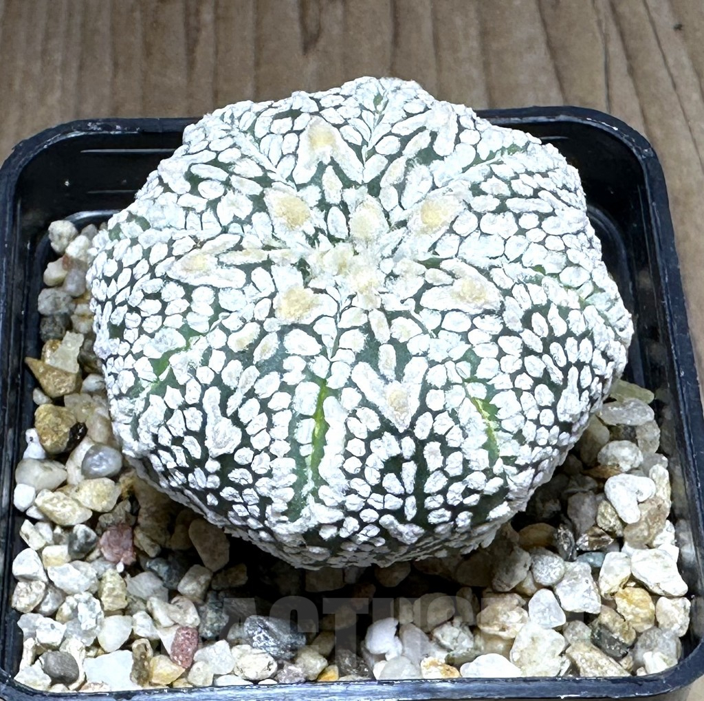 SHPR28775 Astrophytum asterias ‘Super kabuto, Star shape’ V-type - immagine 2