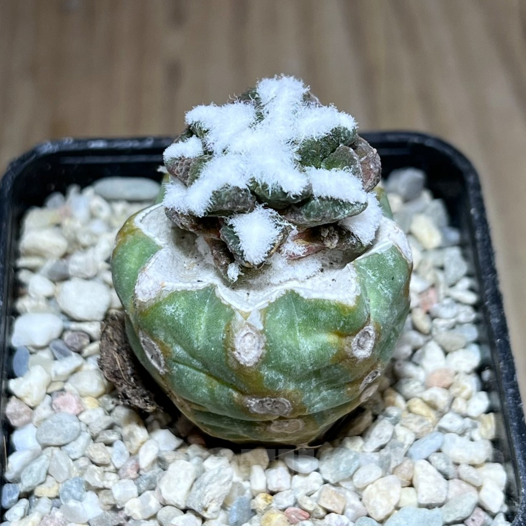 SHPR28195 Ariocarpus kotschoubeyanus v. elephantidens ‘Oibo’, grafted