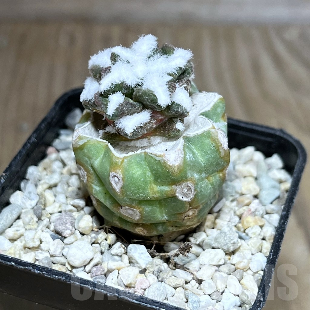 SHPR28195 Ariocarpus kotschoubeyanus v. elephantidens ‘Oibo’, grafted - Image 2