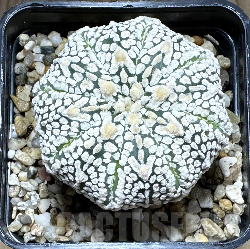 SHPR28775 Astrophytum asterias ‘Super kabuto, Star shape’ V-type