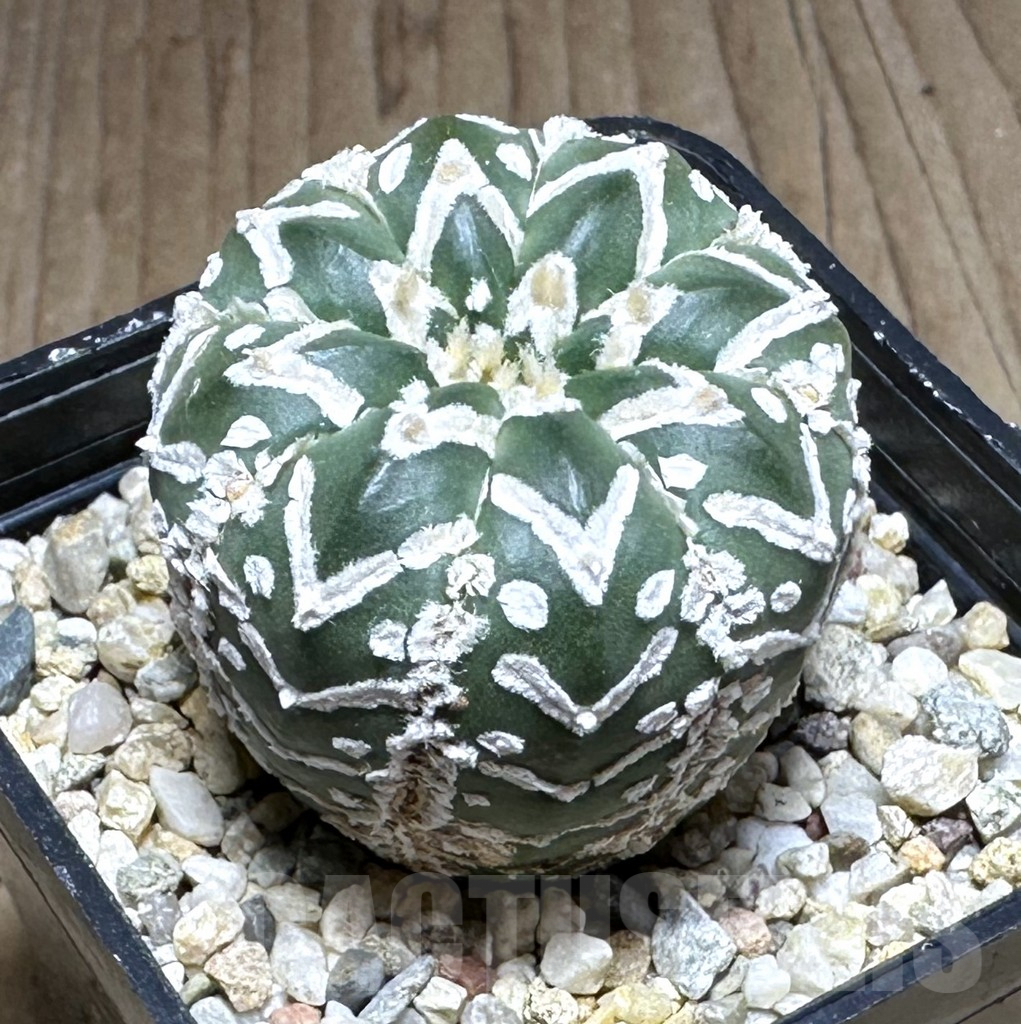 SHPR28776 Astrophytum asterias ‘Super kabuto’ V-type