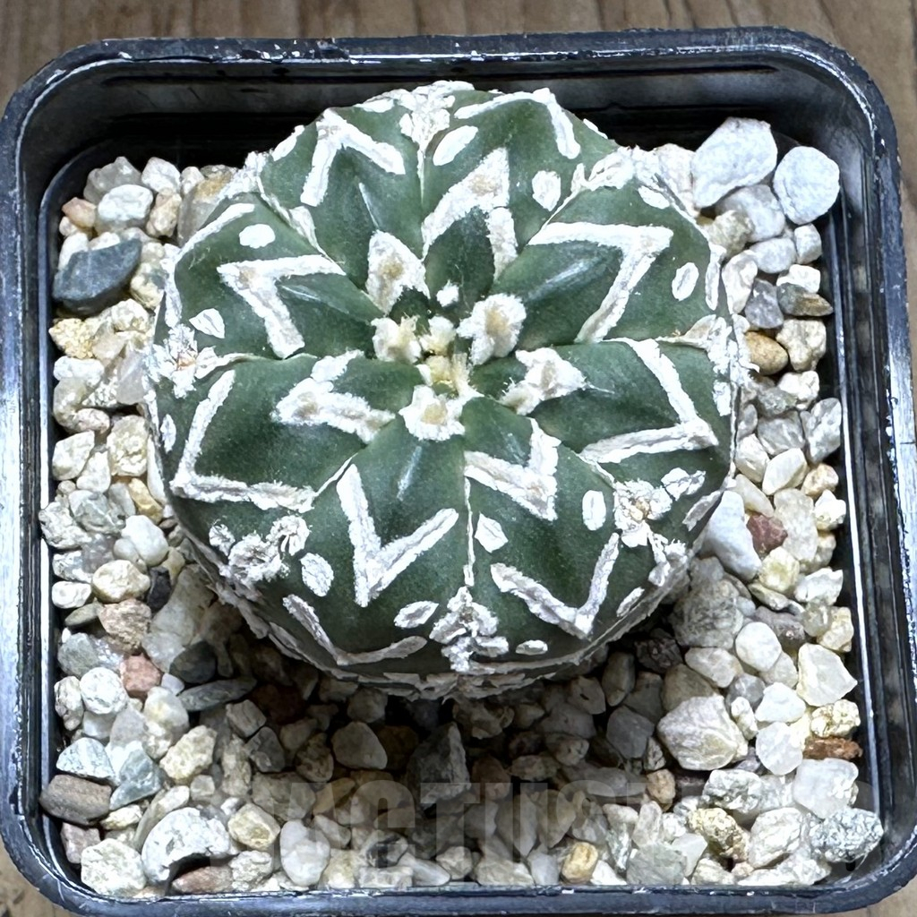 SHPR28776 Astrophytum asterias ‘Super kabuto’ V-type - Image 2