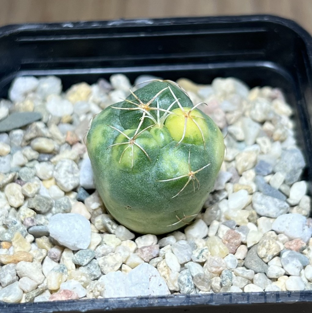 SHPR28197 Coryphantha elephantidens f. variegata
