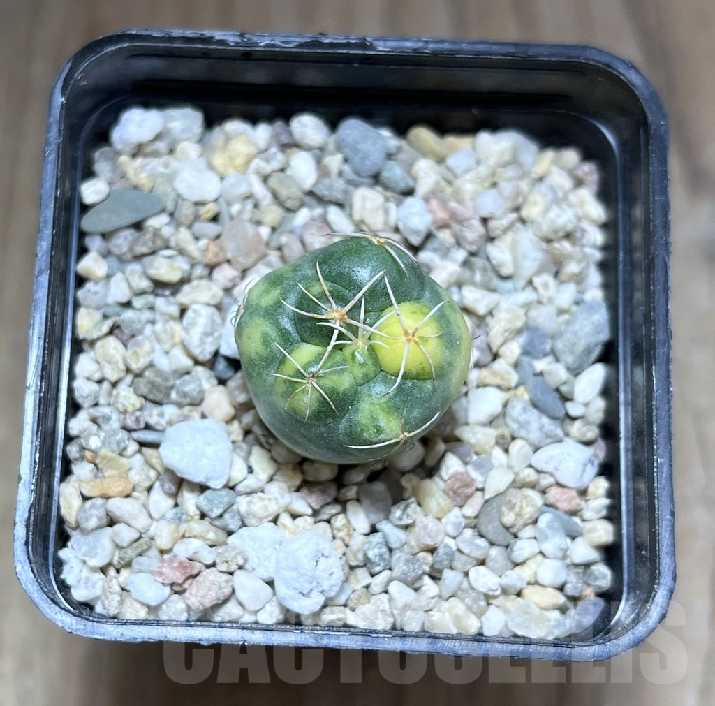 SHPR28197 Coryphantha elephantidens f. variegata - Image 2