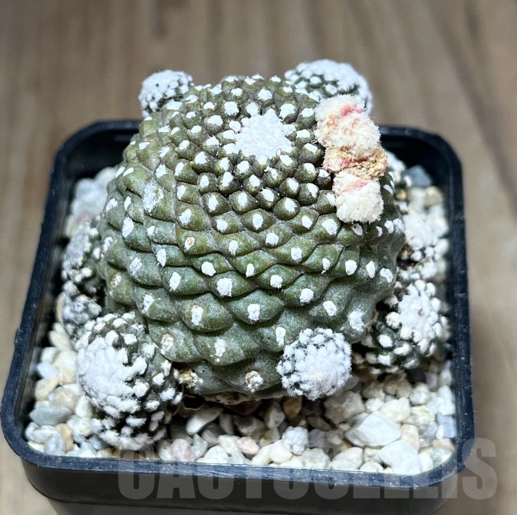 SHPR28198 Copiapoa tenuissima f. monstruosa