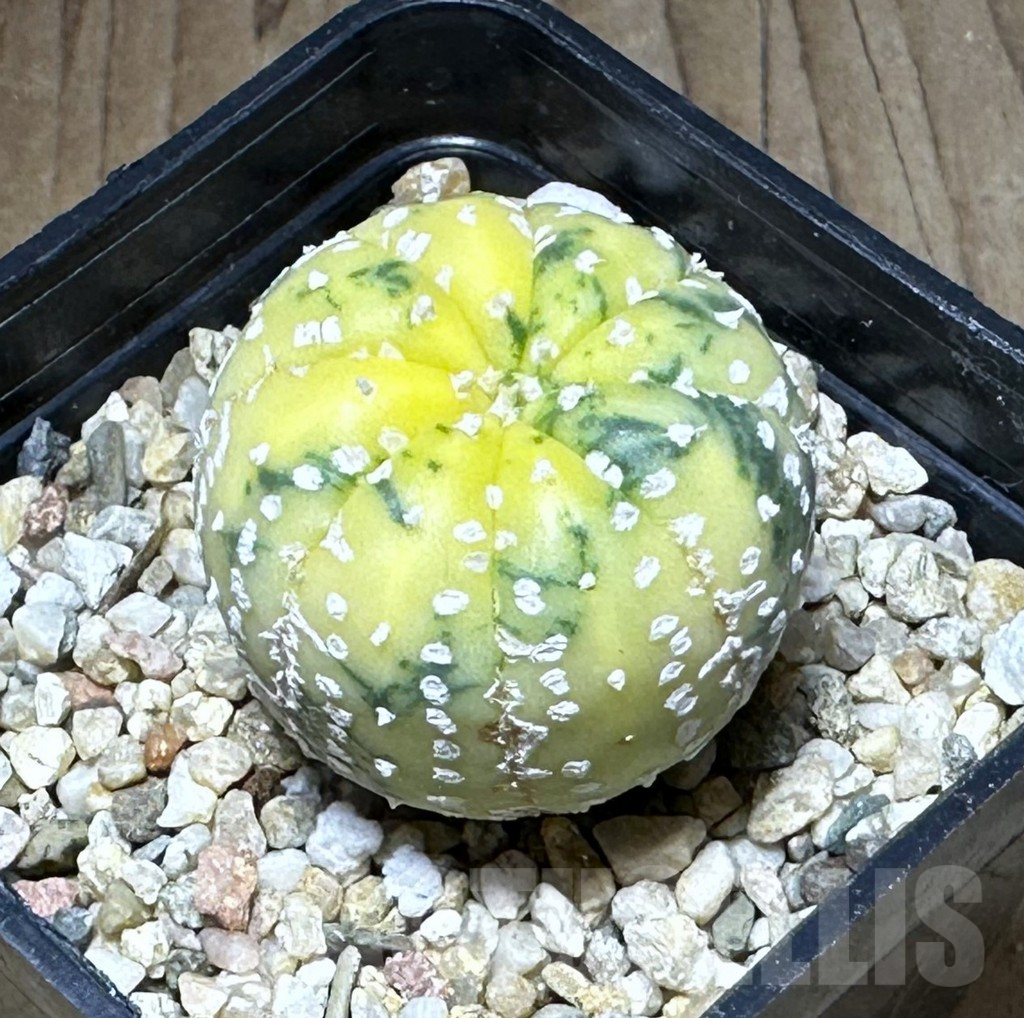 SHPR28779 Astrophytum asterias f. variegata