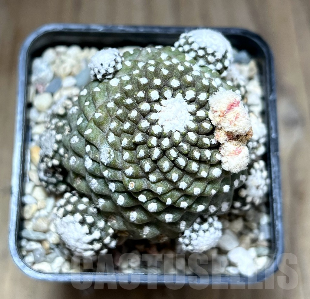 SHPR28198 Copiapoa tenuissima f. monstruosa - Image 2