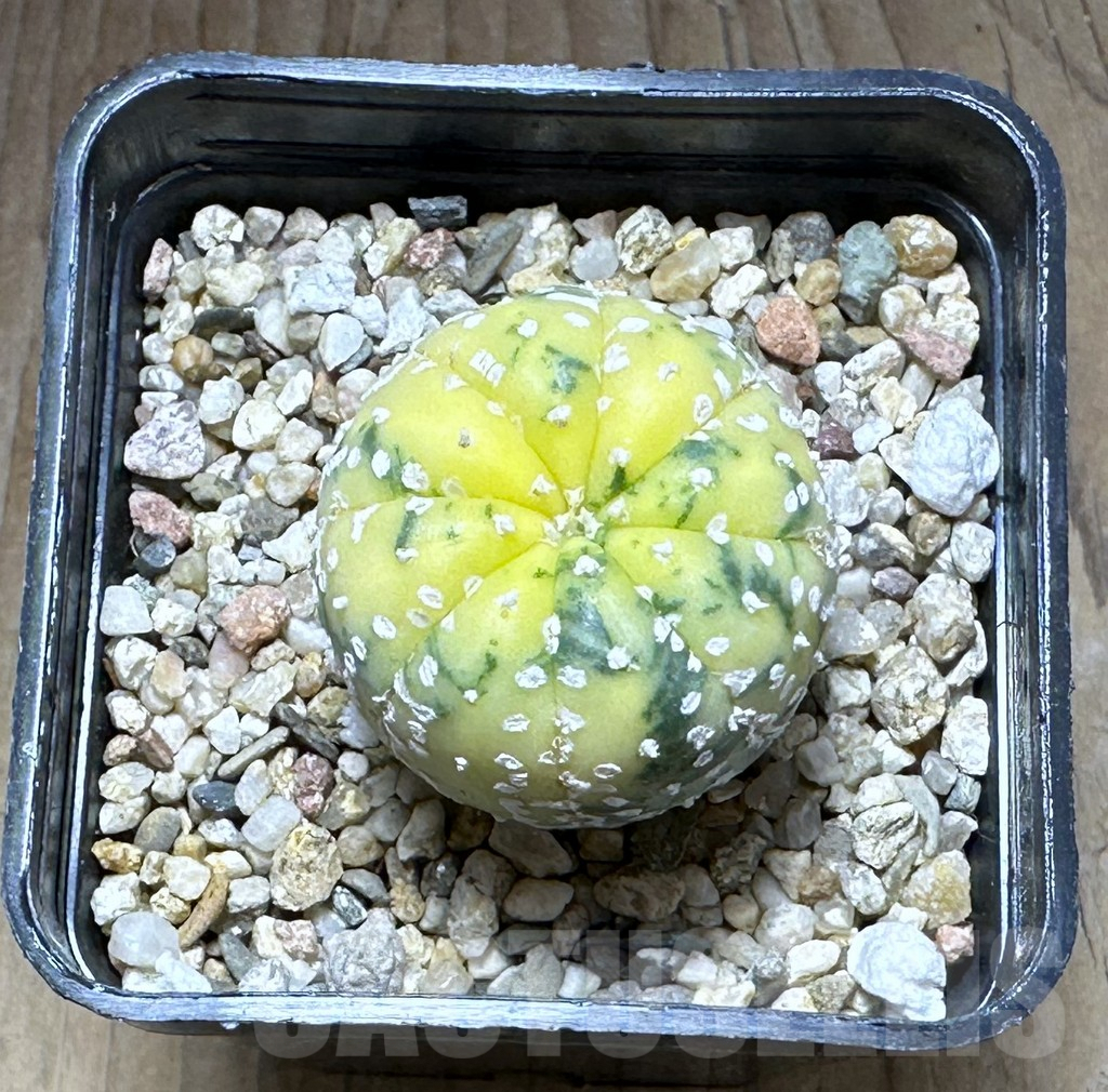 SHPR28779 Astrophytum asterias f. variegata - Зображення 2