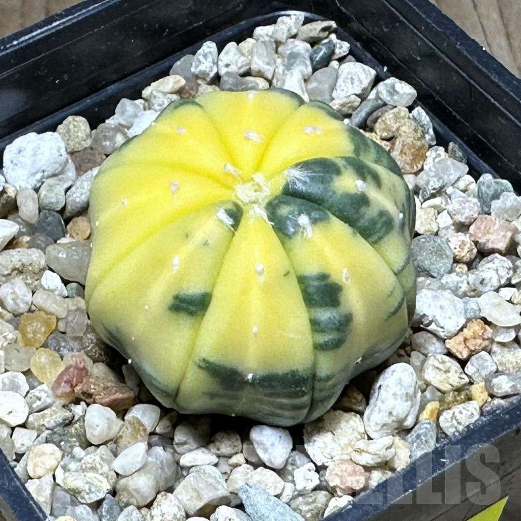 SHPR28780 Astrophytum asterias f. variegata