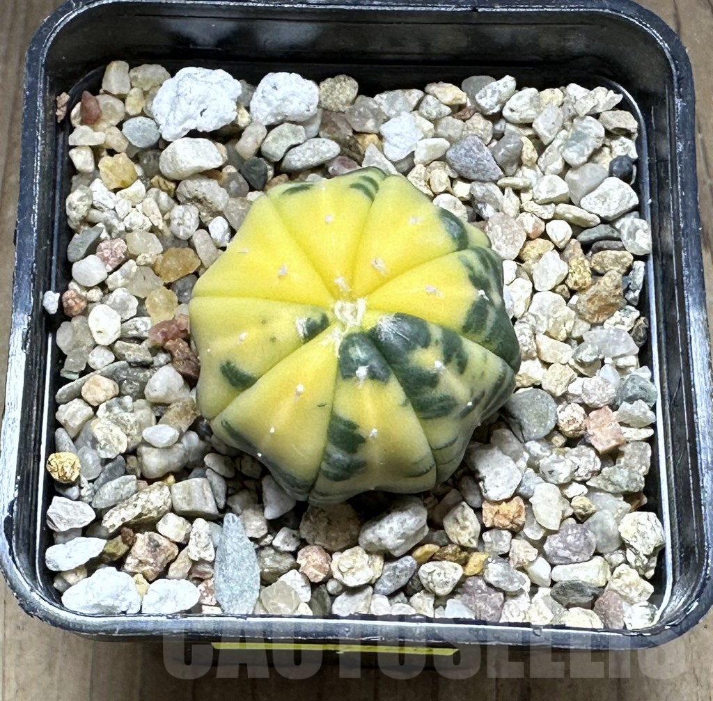 SHPR28780 Astrophytum asterias f. variegata - Зображення 2