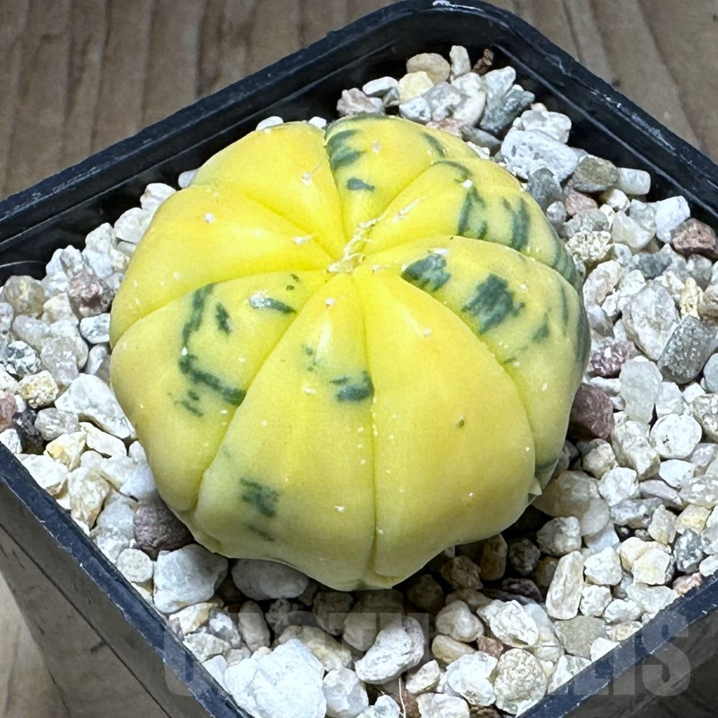SHPR28781 Astrophytum asterias f. variegata
