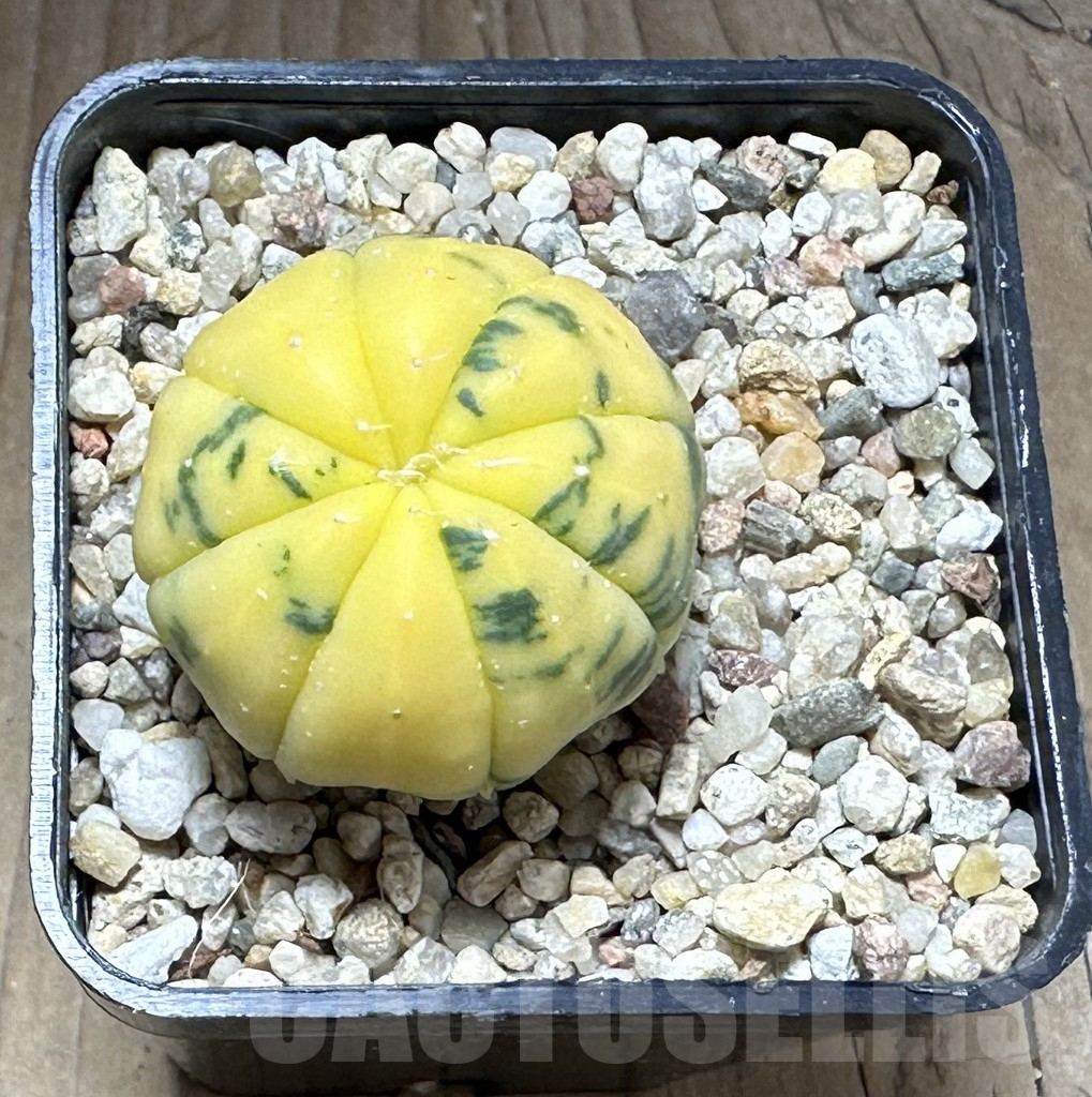 SHPR28781 Astrophytum asterias f. variegata - Obrázek 2