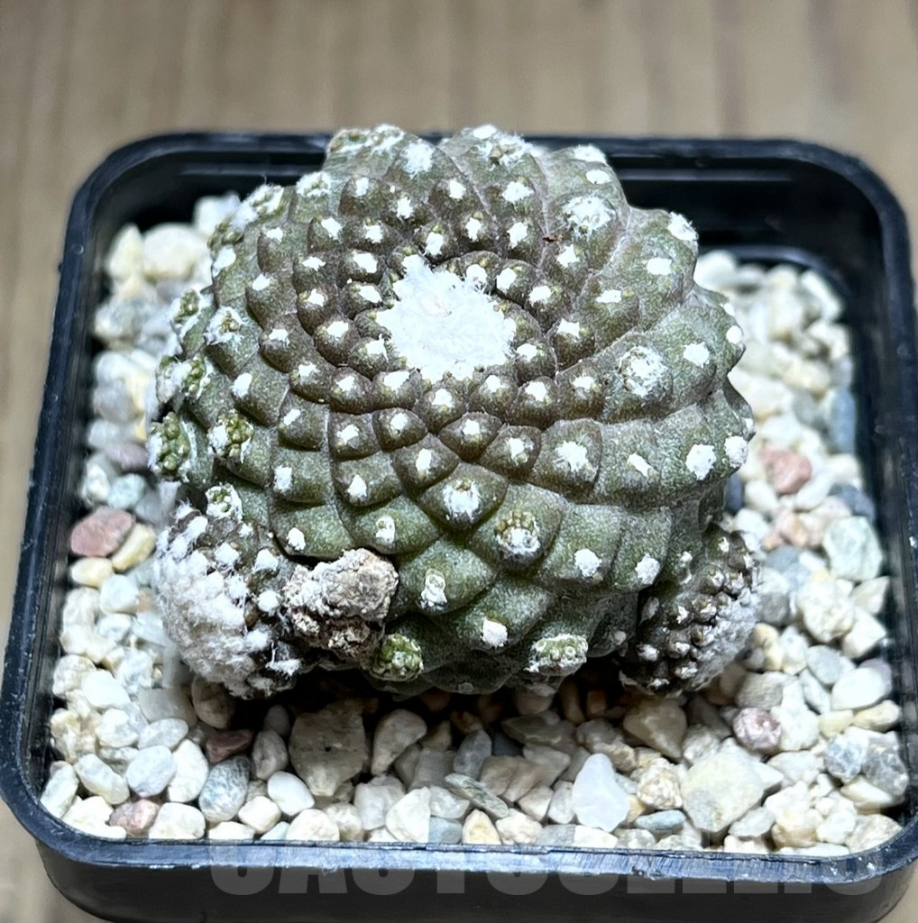 SHPR28201 Copiapoa tenuissima f. monstruosa