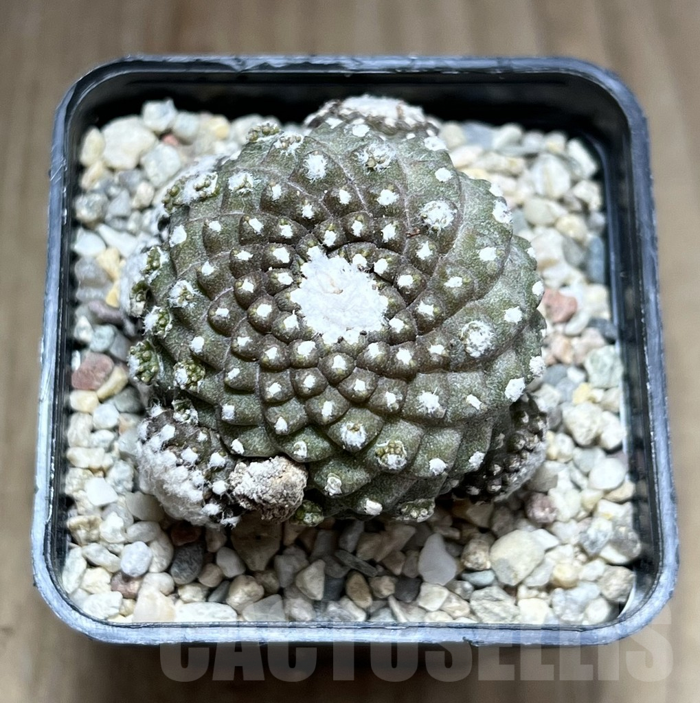 SHPR28201 Copiapoa tenuissima f. monstruosa - Image 2