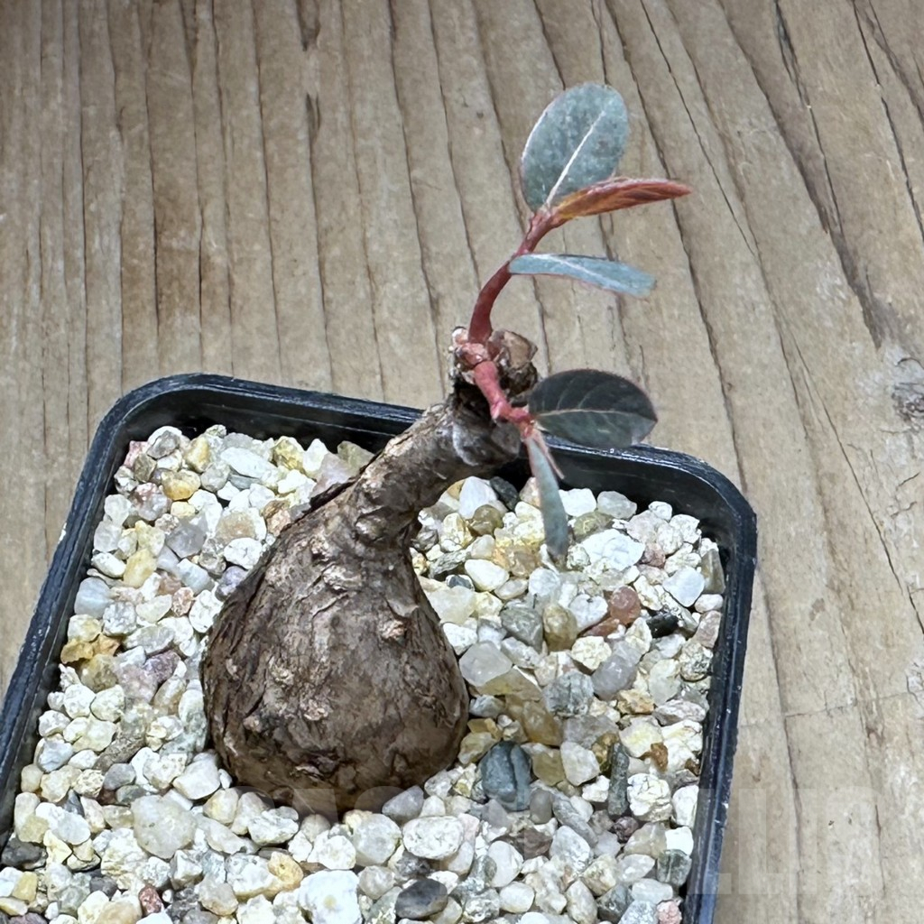 SHPR28769 Phyllanthus mirabilis