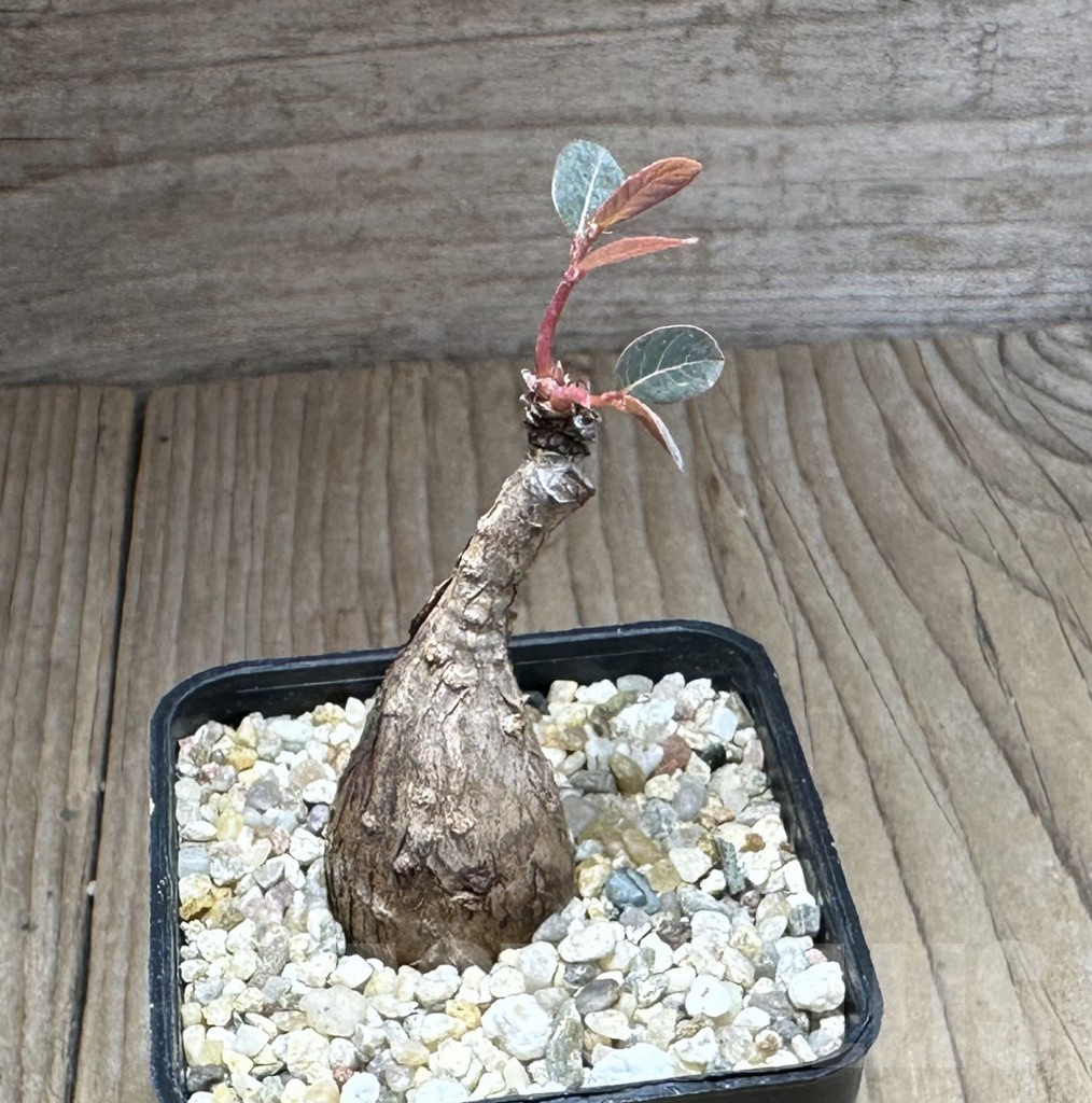 SHPR28769 Phyllanthus mirabilis - Image 2