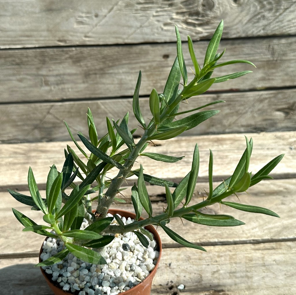 SHPR28837 Pachypodium bispinosum - Obrázek 2