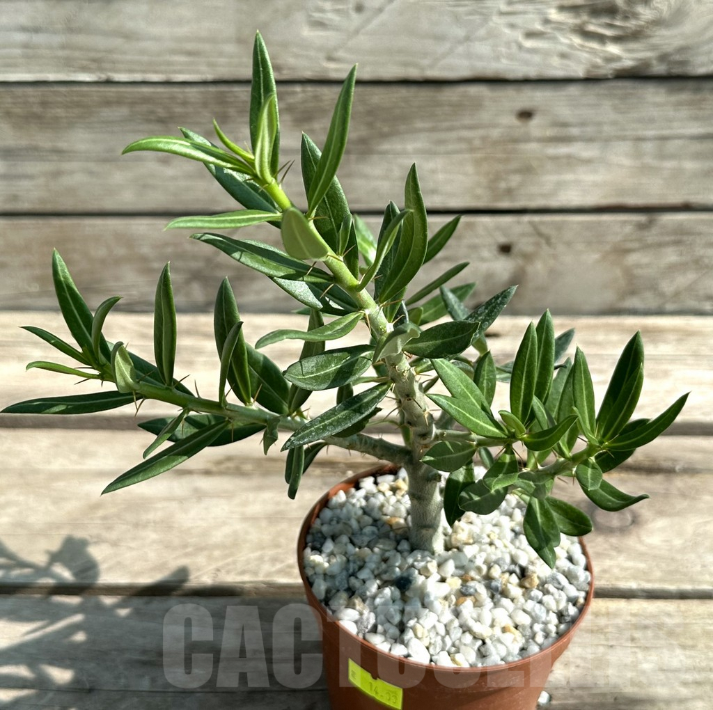 SHPR28837 Pachypodium bispinosum