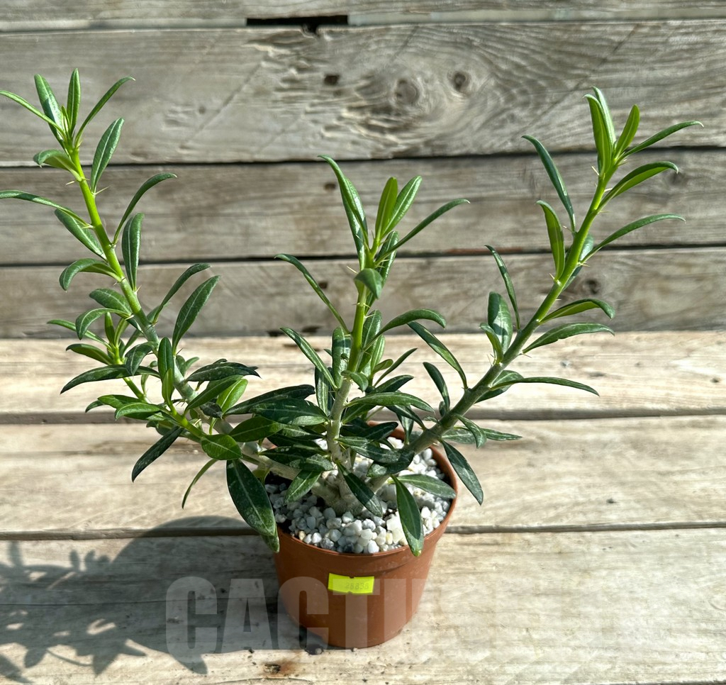 SHPR28838 Pachypodium bispinosum - Obrázek 3