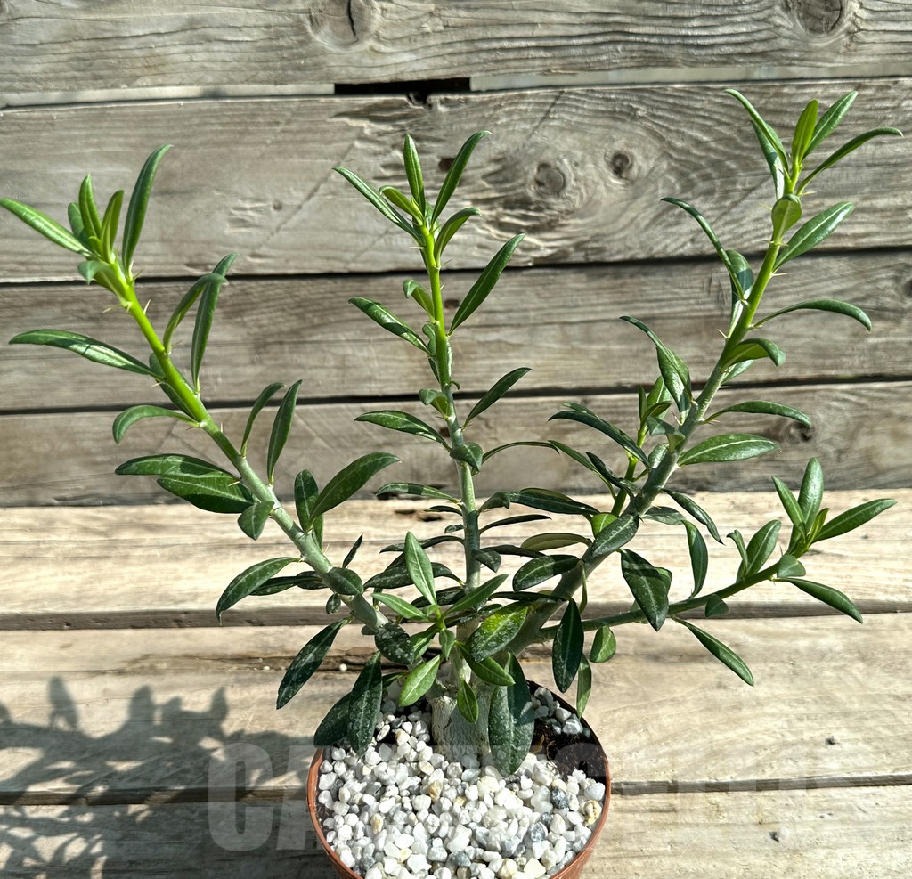 SHPR28838 Pachypodium bispinosum - Obrázek 2