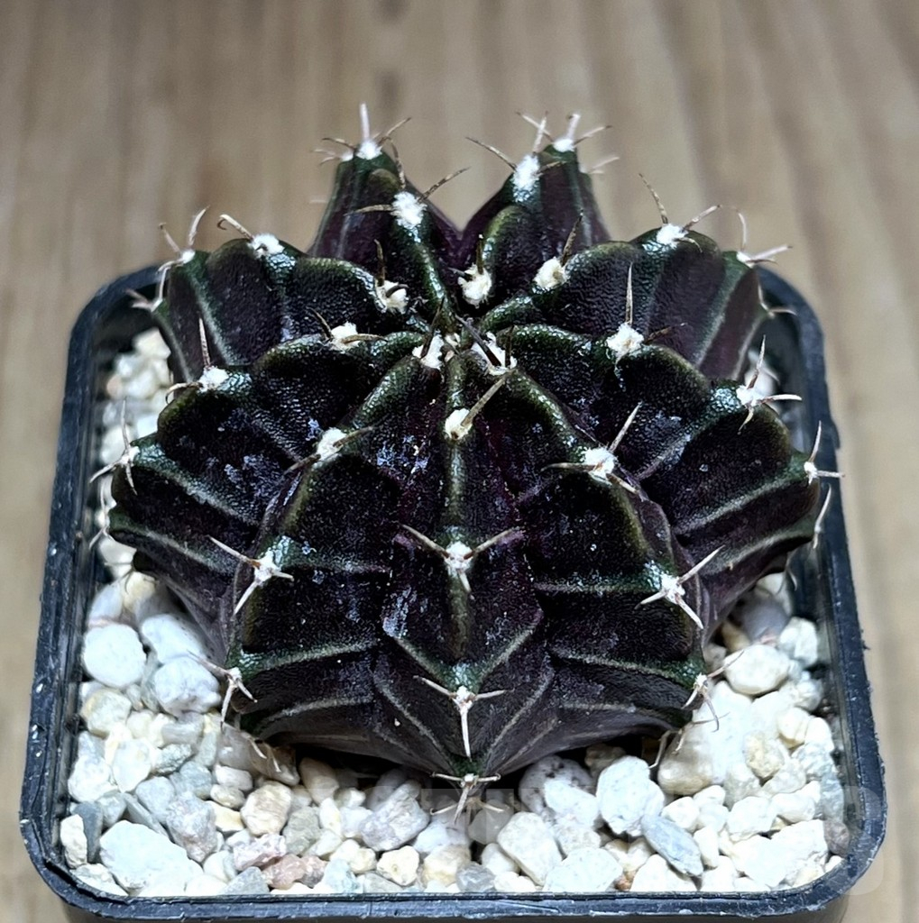 SHPR28206 Gymnocalycium mihanovichii ‘Black Widow’, seedling