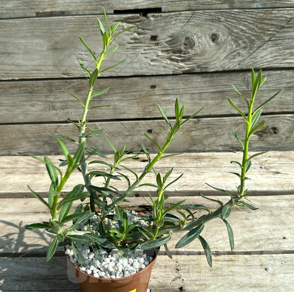 SHPR28839 Pachypodium bispinosum - Obrázek 2