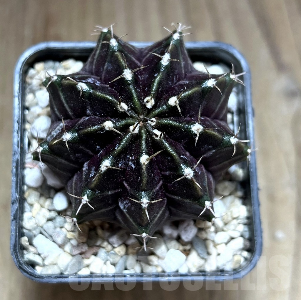 SHPR28206 Gymnocalycium mihanovichii ‘Black Widow’, seedling - immagine 2