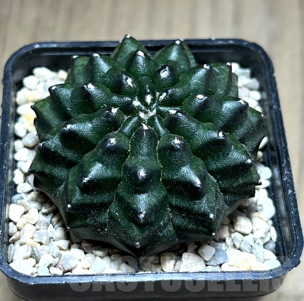 SHPR28207 Gymnocalycium mihanovichii ‘inermis’
