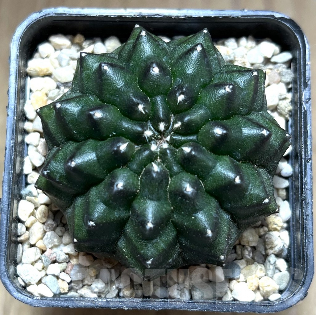 SHPR28207 Gymnocalycium mihanovichii ‘inermis’ - Image 2
