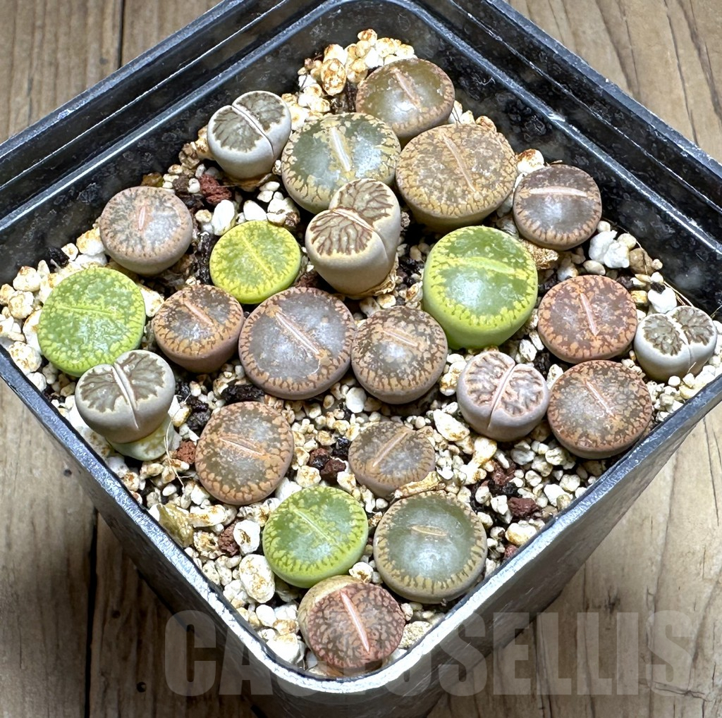 SHPR28840 Lithops mix