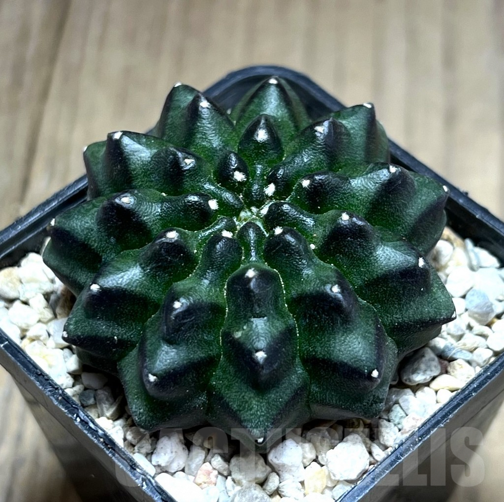 SHPR28208 Gymnocalycium mihanovichii ‘inermis’