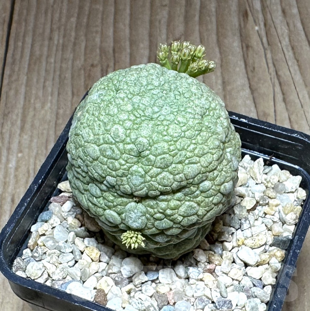 SHPR28841 Pseudolithos migiurtinus