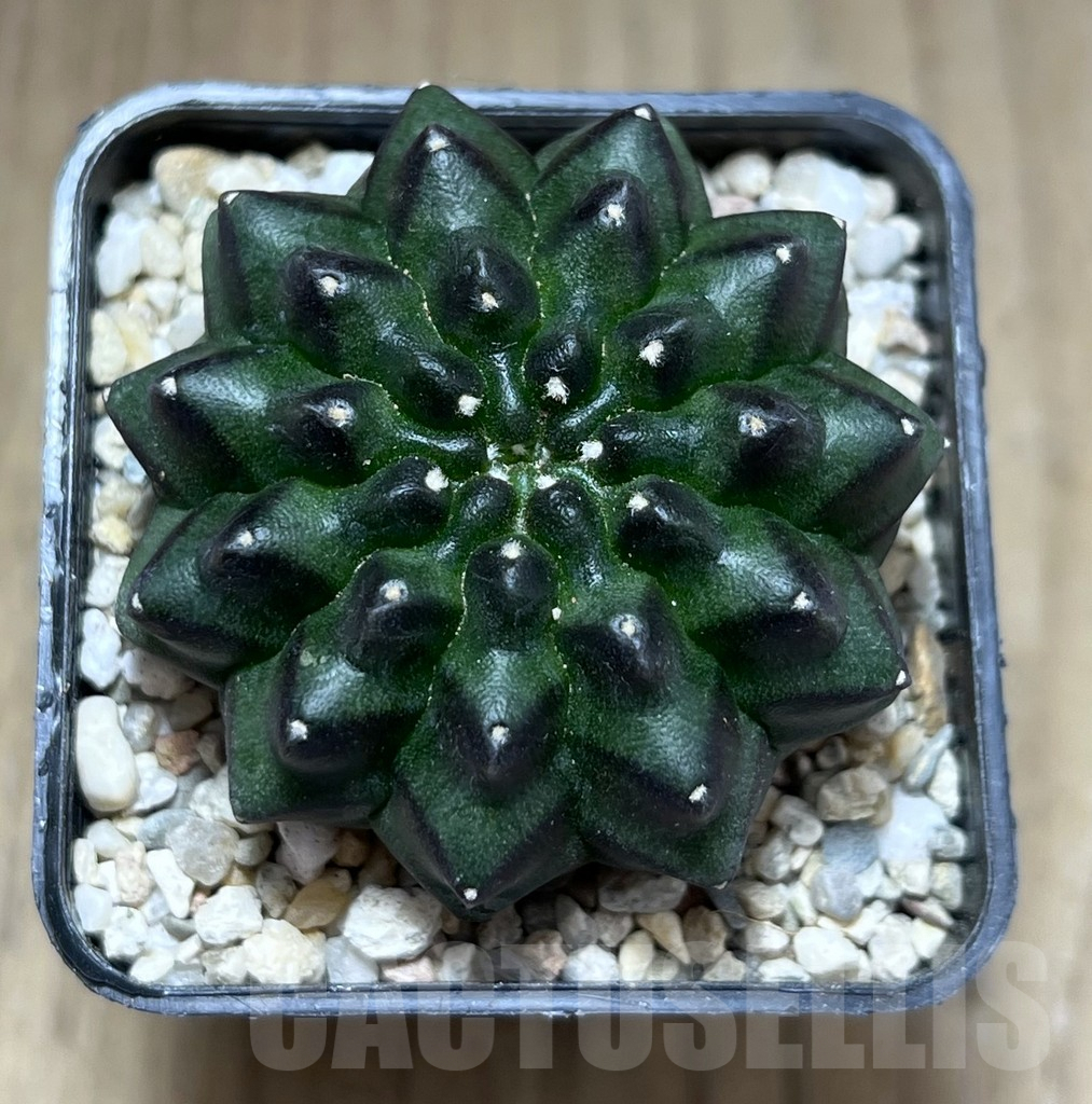 SHPR28208 Gymnocalycium mihanovichii ‘inermis’ - Image 2