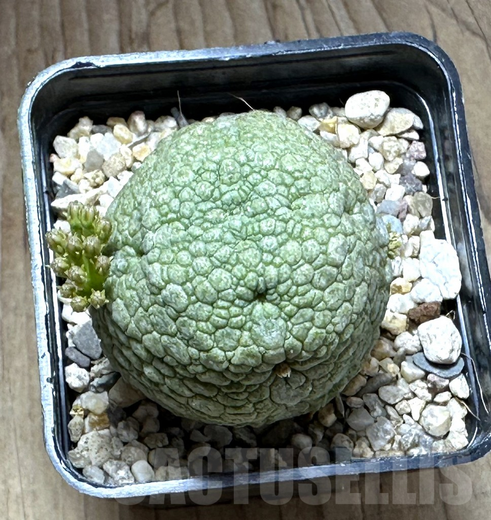SHPR28841 Pseudolithos migiurtinus - Image 2