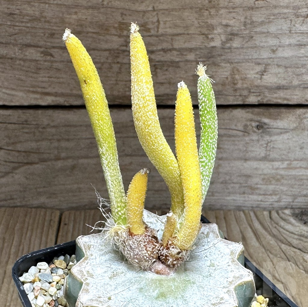 SHPR28842 Astrophytum digitostigma caput-medusae f. variegata, grafted