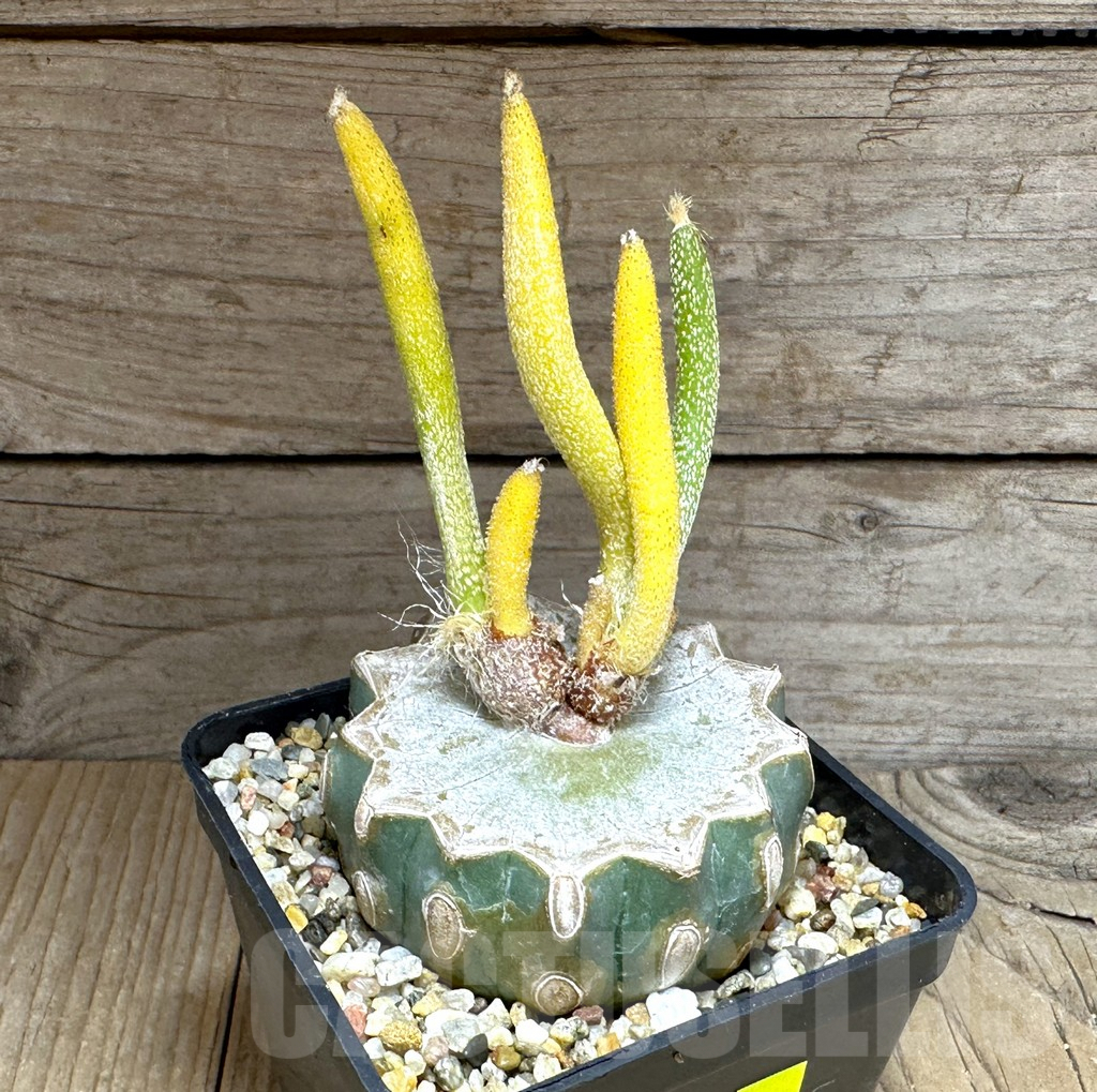 SHPR28842 Astrophytum digitostigma caput-medusae f. variegata, grafted - immagine 2