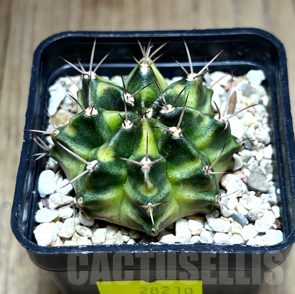 SHPR28210 Gymnocalycium mihanovichii f. variegata, seedling