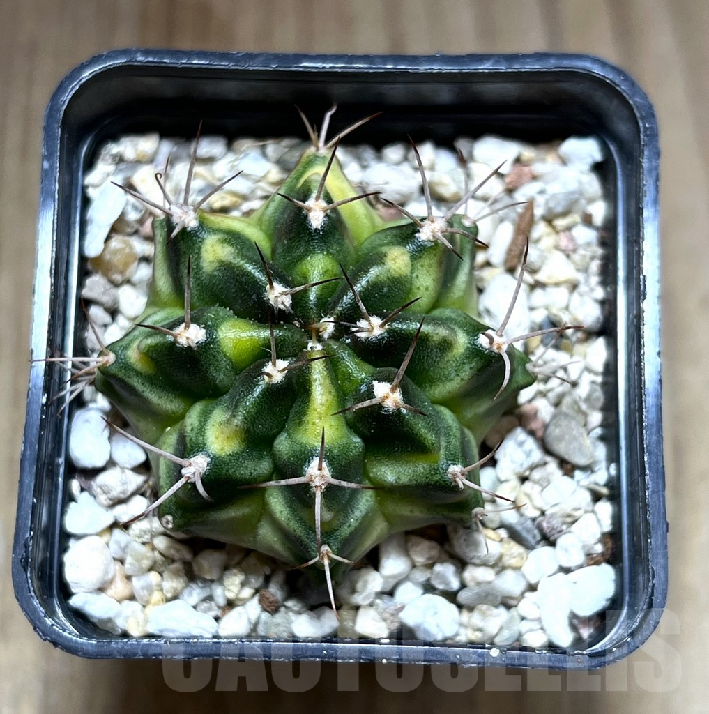 SHPR28210 Gymnocalycium mihanovichii f. variegata, seedling - Image 2