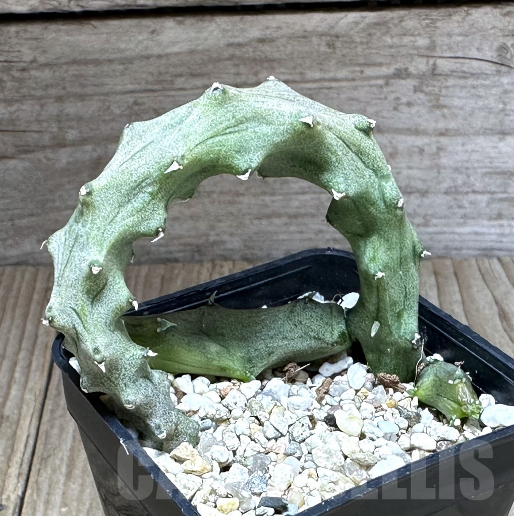 SHPR28844 Ceropegia stapeliiformis