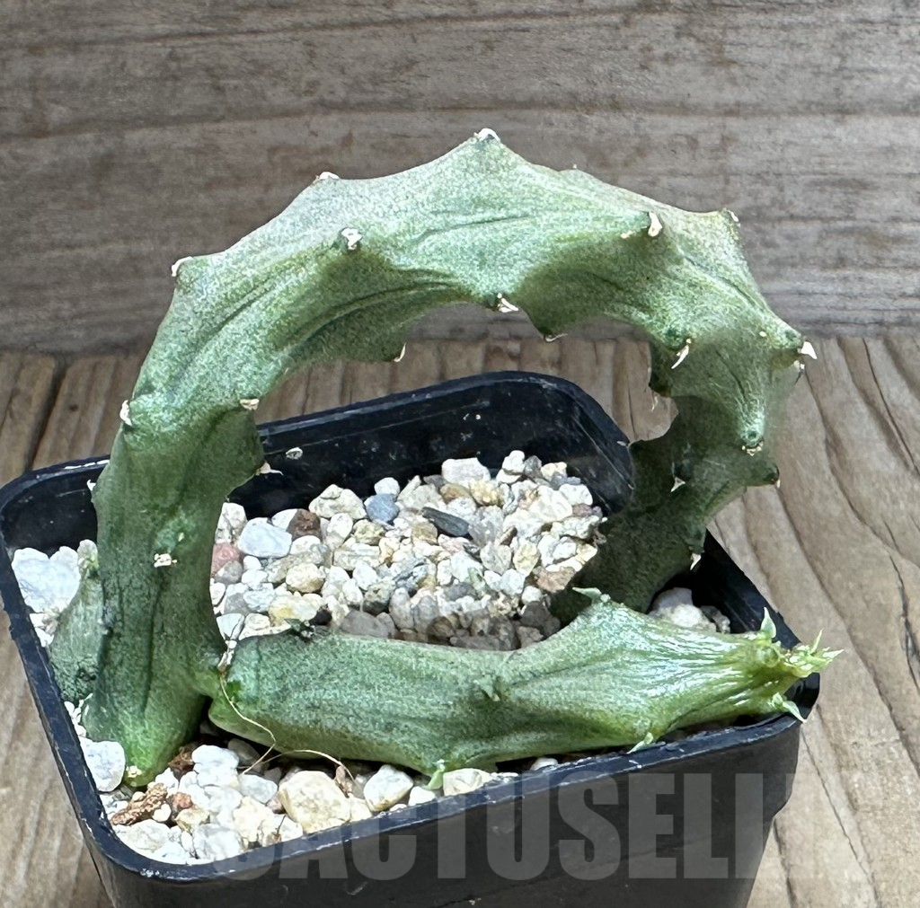 SHPR28844 Ceropegia stapeliiformis - Image 2