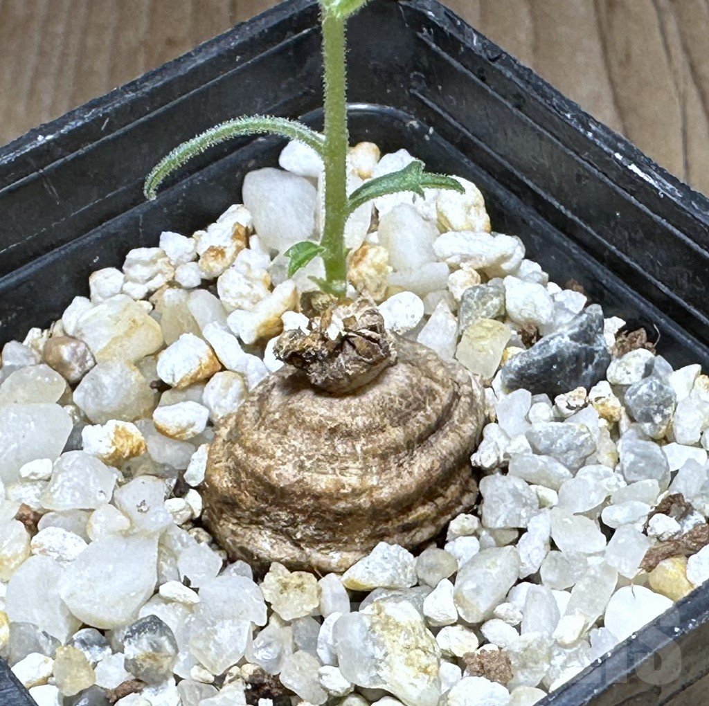 SHPR28854 Trochomeria polymorpha -Zambia-